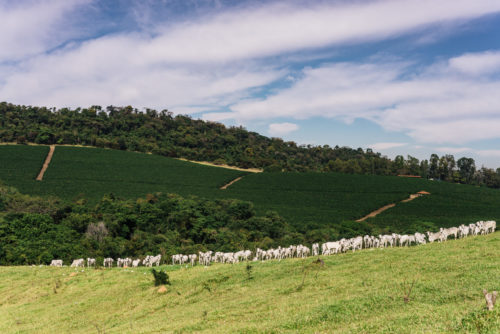 Fazenda Aliança Brasilien landscapes 3