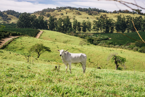 Fazenda Aliança Brasilien landscapes 2