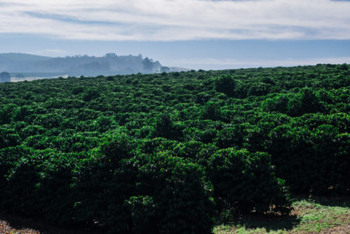 Fazenda Aliança Brasilien landscapes 1