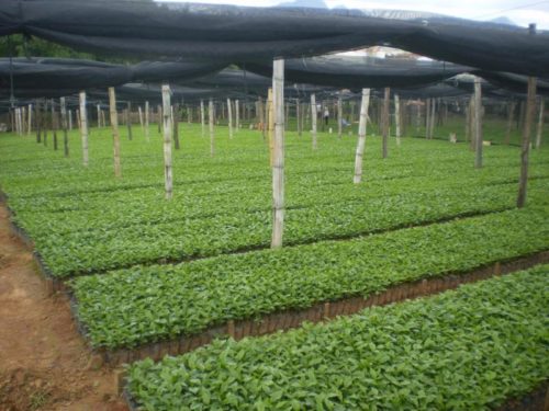 Fazenda Aliança Brasilien young coffee plants