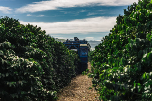 Fazenda Aliança Brasilien processing 1