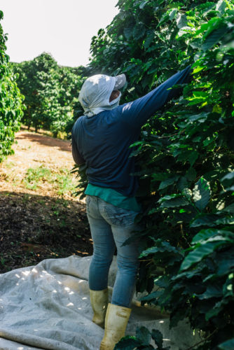 Fazenda Matão Brasilien People 1