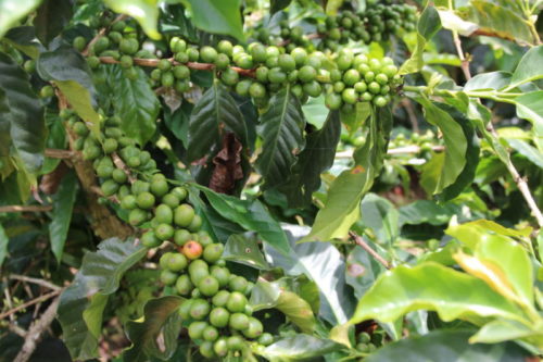 Garzon Kaffee Kolumbien coffee cherries 1