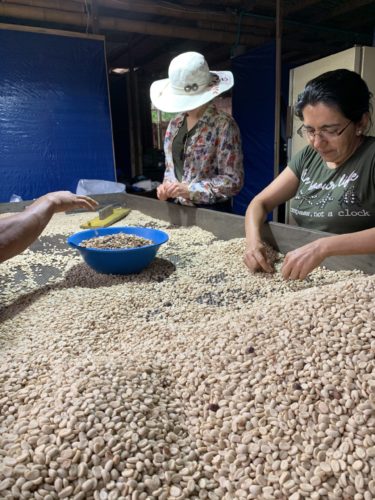 Garzon Kaffee Kolumbien hand sorting green beans